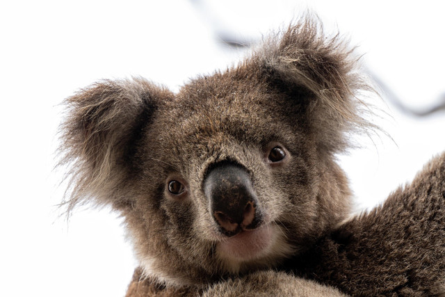Ilustrasi Fauna Australia. Foto: Pixabay
