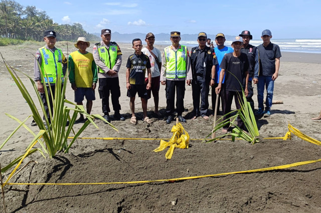 Bangkai ikan hiu tutul yang terdampar di pantai di Cilacap dikubur. Foto: Dok. Istimewa
