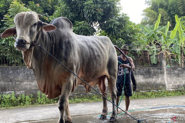 Peternak sapi asal Bantul, Sarjono (51), sedang memandikan sapinya yang terpilih jadi hewan kurban Presiden Prabowo di Jati Wonokromo, Bantul, Minggu (17/5/2026). (ANTARA/Agung Dwi Prakoso)