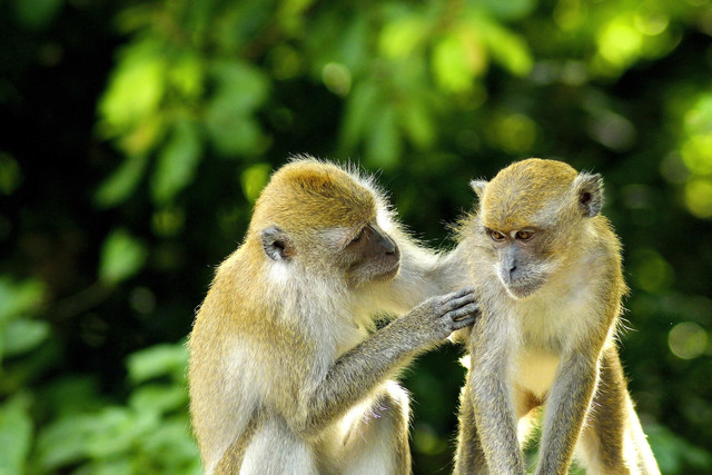 Ilustrasi Fauna Asia. Foto: Pixabay