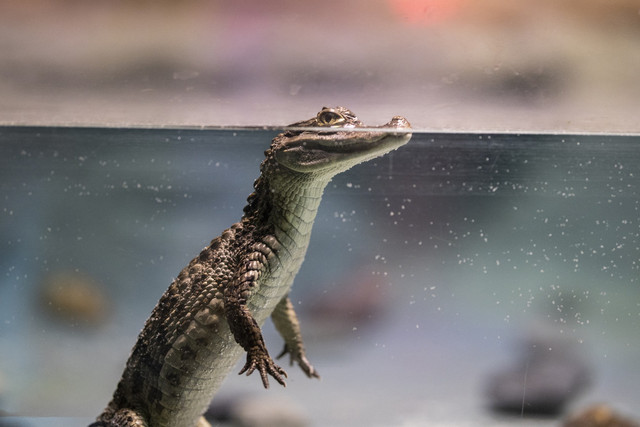 Ilustrasi Buaya. Foto: Pixabay