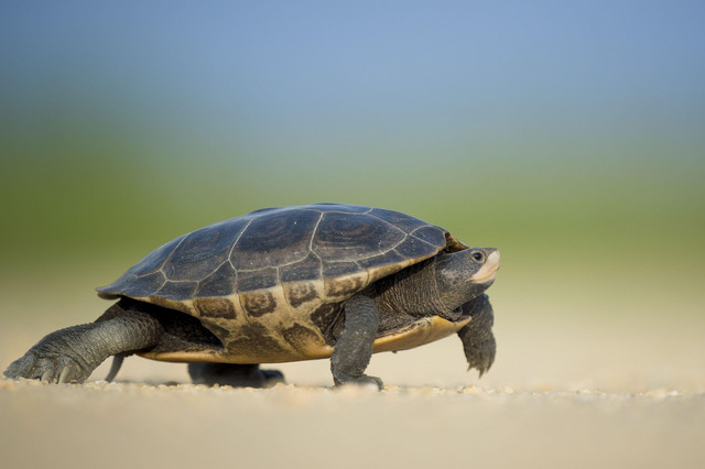 Ilustrasi penyu laut. Foto: Pixabay