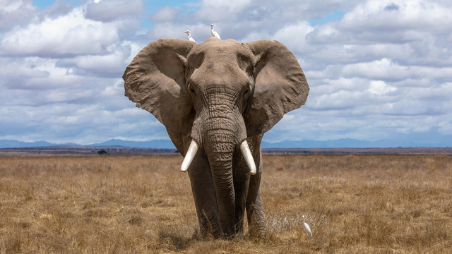 Ilustrasi Gajah. Foto: Unsplash