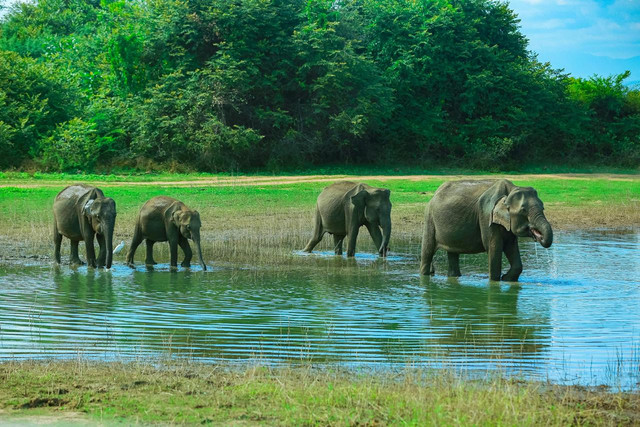 Ilustrasi Gajah Asia. Foto: Unsplash