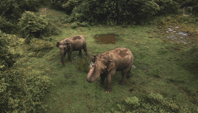 Ilustrasi Gajah Sumatra. Foto: Unsplash