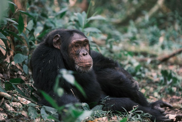 Ilustrasi Hominidae. Foto: Unsplash