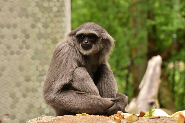 Ilustrasi Owa Jawa. Foto: Pixabay