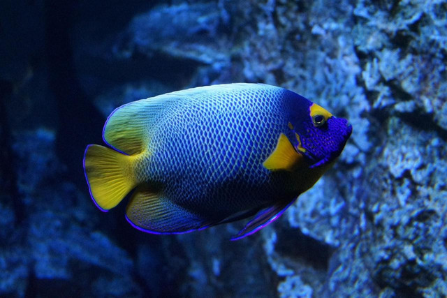 Ilustrasi Ikan. Foto: Pixabay