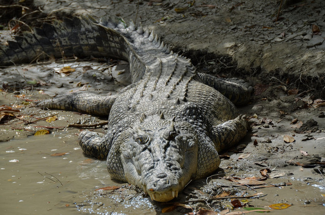 Ilustrasi Buaya Muara. Foto: Pixabay