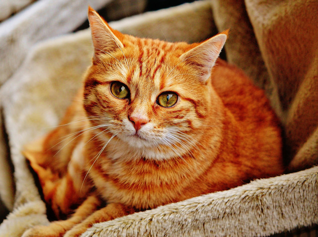 Ilustrasi Felidae. Foto: Pixabay