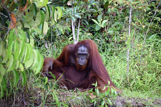 Ilustrasi Fauna Indonesia. Foto: Pixabay