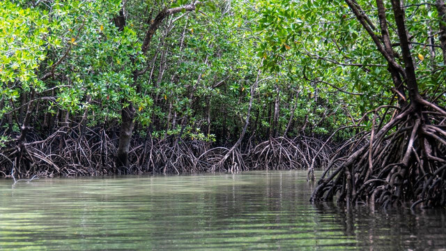 Ilustrasi Hutan Bakau. Foto: Pixavay