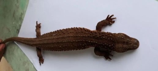 Ilustrasi Lanthanotus borneensis. Foto: ksdae.kehutanan.go.id