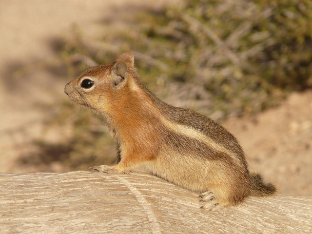 Ilustrasi Lariscus hosei. Foto: Pixabay
