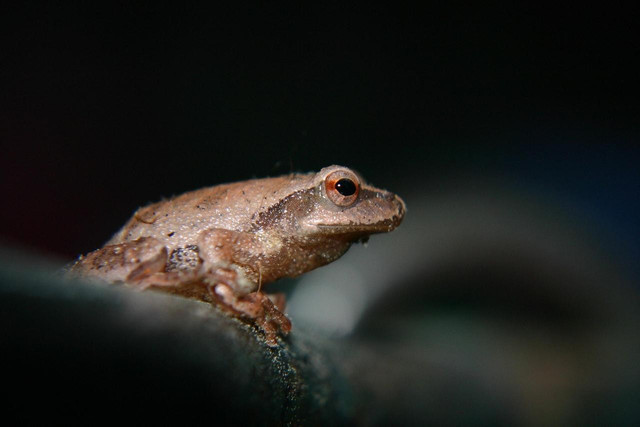 Ilustrasi Leptophryne cruentata. Foto: Pixabay