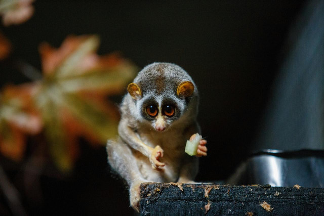 Ilustrasi Lorisidae. Foto: Unsplash