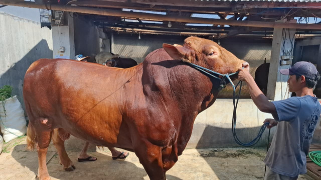 Sapi yang dibeli Presiden Prabowo Subianto dari peternak. Foto: kumparan