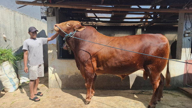 Sapi yang dibeli Presiden Prabowo Subianto dari peternak di Kota Sukabumi. Foto: kumparan