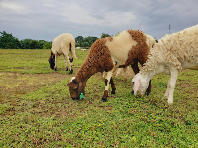 Ilustrasi kambing. Foto: Peter Walker/Pexels