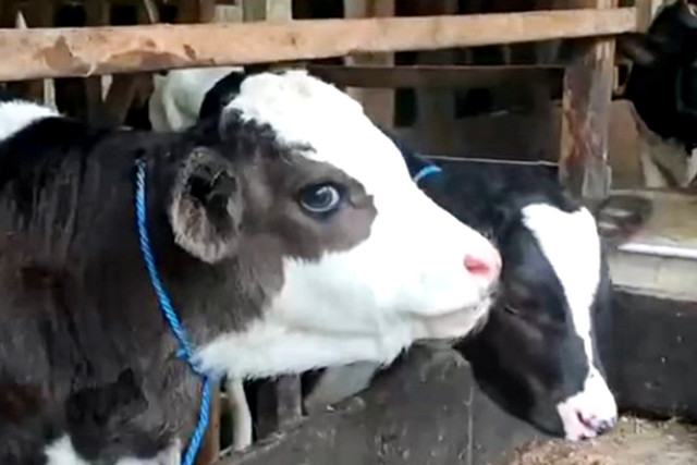 Gembul, sapi viral dari Boyolali. Foto: Dok. Andi Rianto