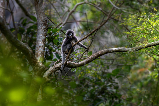 Ilustrasi Lutung. Foto: Pixabay