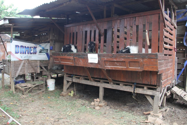 Hotel Kambing di Desa Pedawang, Kecamatan Bae, Kabupaten Kudus, Jawa Tengah, Rabu (20/5/2026). Foto: Vega Maarijil Ula/kumparan