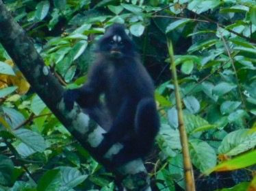 Ilustrasi Lutung Dahi Putih. Foto: orangutan.or.id