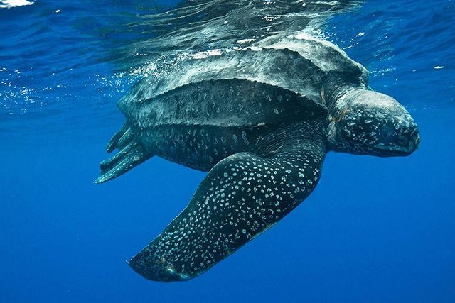 Ilustrasi penyu belimbing. Foto: NOAA Fisheries