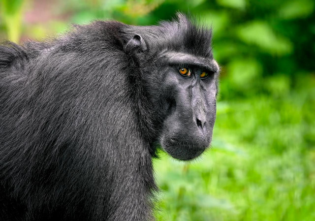 Ilustrasi Macaca nigra. Foto: Pixabay
