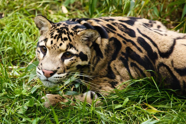 Ilustrasi Macan dahan. Foto: Pixabay