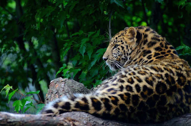 Ilustrasi Macan tutul jawa. Foto: Pixabay