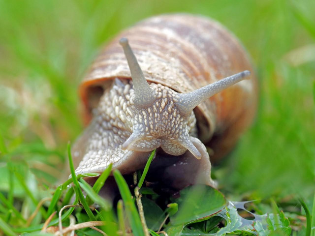 Ilustrasi Hewan Moluska. Foto: Pixabay