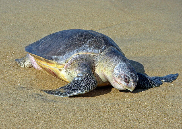 Ilustrasi penyu lekang. Foto: Wikimedia Commons