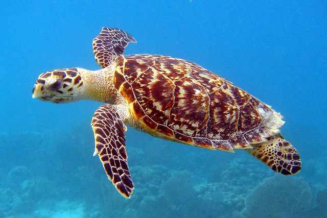 Ilustrasi penyu sisik. Foto: NOAA Fisheries