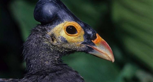Ilustrasi Burung Maleo. Foto: bbksdasulsel.ksdae.kehutanan.go.id