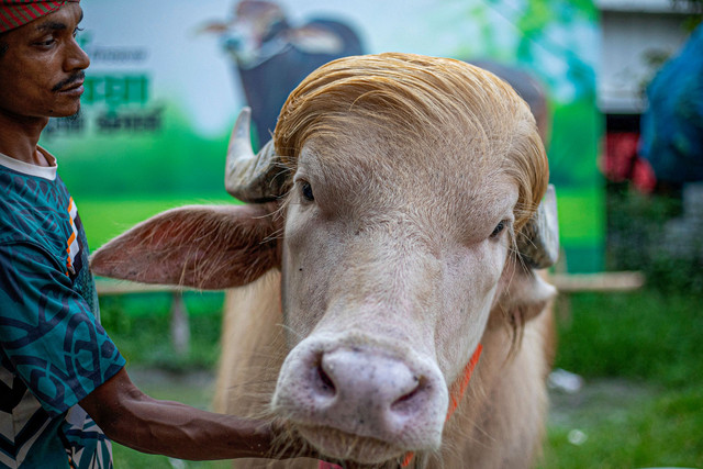 Peternak merawat seekor kerbau albino yang dijuluki "Donald Trump" untuk dijual menjelang Idul Adha di sebuah peternakan di Narayanganj. Foto: Salahuddin Ahmed / AFP