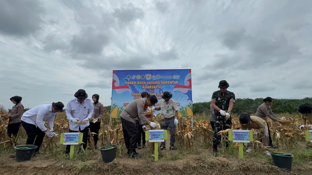 Panen Raya Jagung Serentak Kuartal II Tahun 2026 yang digelar Polda Jambi bersama PT Brahma Bina Bakti (BBB), member of PT Triputra Agro Persada Tbk, di Desa Suko Awin Jaya, Kecamatan Sekernan, Kabupaten Muaro Jambi, Jambi, Kamis (21/5/2026). Foto: TAPG