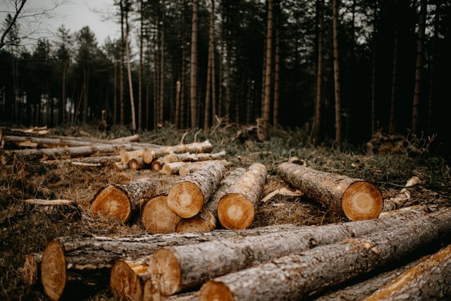 Ilustrasi mengapa aktivitas deforestasi dapat menyebabkan peningkatan kadar CO2. Foto: Annie Spratt/Unsplash