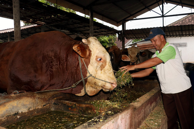 Peternak memberi pakan sapi kurban yang dibeli Presiden Prabowo Subianto di salah satu sentra peternakan sapi di Kecamatan Talun, Blitar, Jawa Timur, Kamis (21/5/2026). Foto: Irfan Anshori/ANTARA FOTO
