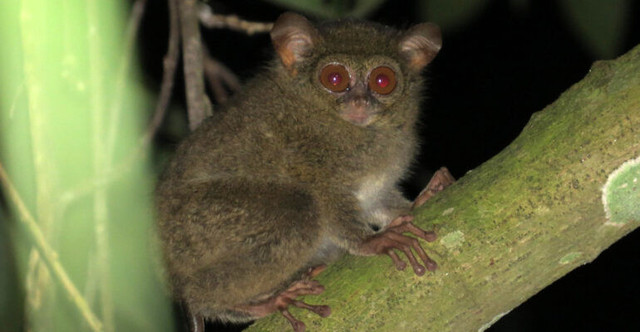 Tarsius. Foto: ipb.ac.id