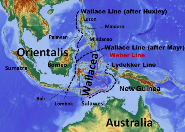 Ilustrasi Wilayah Wallace. Foto: Wikimedia Commons