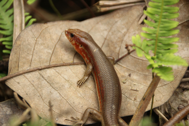 Scincidae. Foto: Freepik