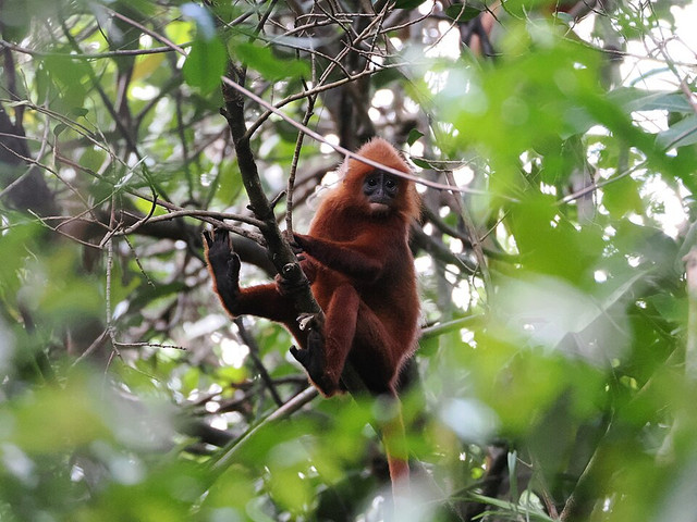 Kelasi. Foto: Wikimedia Commons