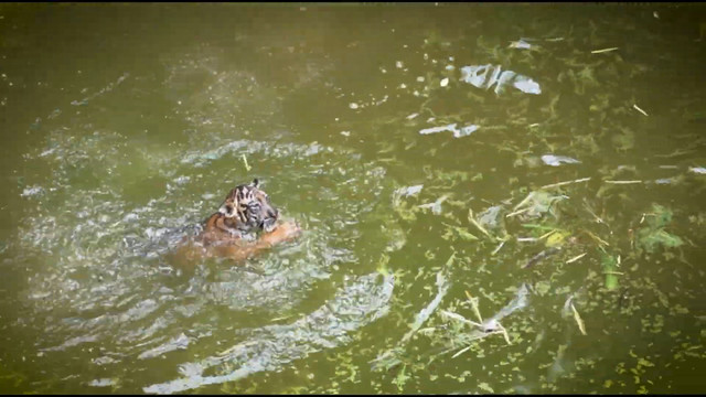 Dua anak Harimau Sumatera (Panthera tigris sumatrae), Puspa dan Muli Sikop, yang lahir di Lembaga Konservasi (LK) Lembah Hijau Lampung. Foto: Dok. Lembaga Konservasi Lembah hijau Lampung