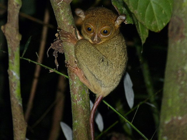 Tarsius bancanus. Foto: Wikimedia Commons