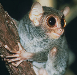 Ilustrasi Tarsius sangirensis. Foto: Pusat Penelitian Primata Nasional Wiconsin