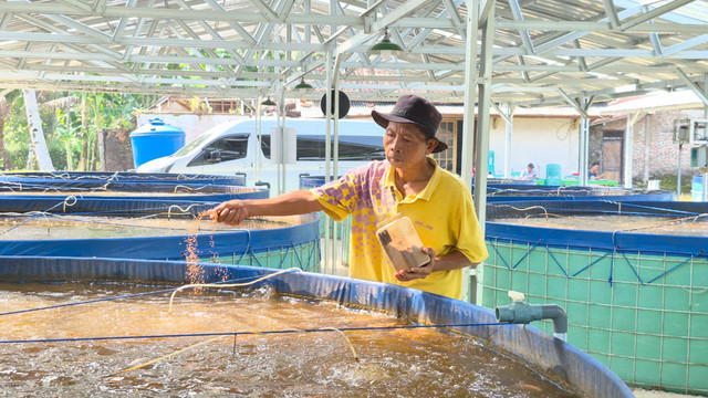 Budi daya tematik ikan nila di Desa Sidomukti, Kecamatan Adimulyo, Kabupaten Kebumen, Jawa Tengah, pada Kamis (21/5/2026). Foto: Nabila Ulfa/kumparan
