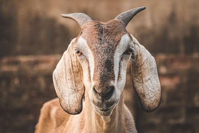 Ilustrasi contoh susunan panitia qurban Idul Adha. Foto: Marwan Ahmed/Unsplash