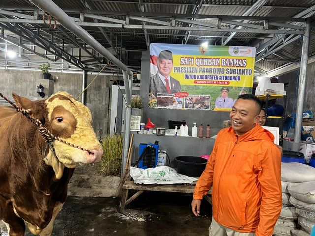 Sapi Simental bernama Jaguar dengan bobot 1,058 ton terpilih menjadi hewan kurban Presiden RI Prabowo Subianto untuk Hari Raya Idul Adha 1447 H/2026 M. Foto: Dok. kumparan