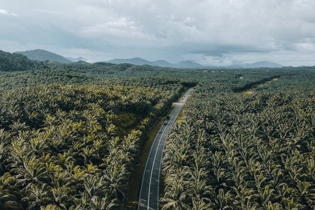 Ilustrasi membahas alasan kenapa harga sawit turun. Foto: Pexels